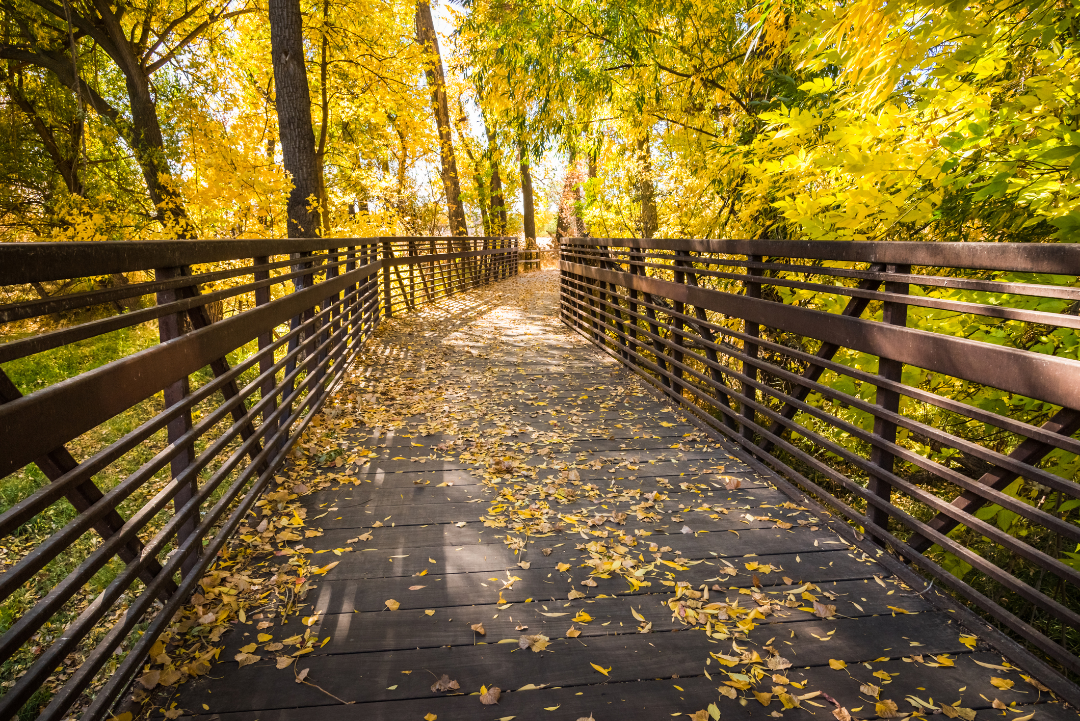 Wooden Bridge Through Autumn Woods